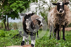 Sheep with lambs on the hills