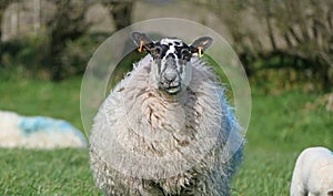 Sheep and lambs laying in the sun in a field Ireland