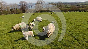 Sheep and lambs laying in the sun field in Ireland