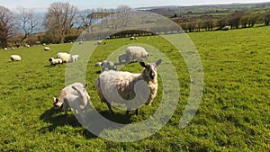 Sheep and lambs laying in the sun field in Ireland