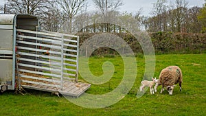 Sheep with lambs leaving trailer