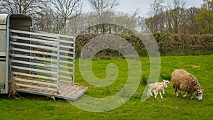 Sheep with lambs leaving trailer