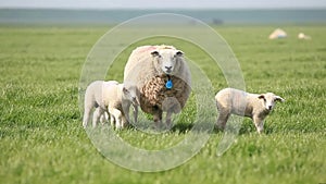 Sheep with lambs looking at the camera