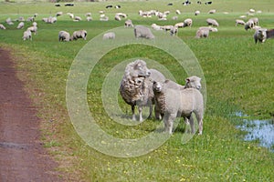 Sheep with lambs in a meadow