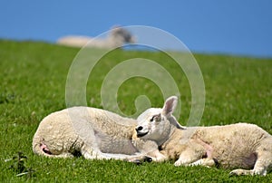 Sheep and lambs near Ribbleshead in Yorkshire Dales