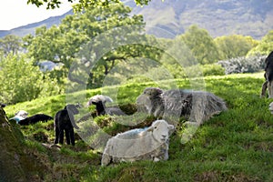 Sheep and lambs in shade, Borrowdale