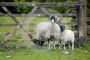 Sheep and lambs in shade, Borrowdale