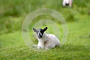 Sheep and lambs in shade, Borrowdale