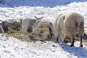 Sheep with lambs in the snow