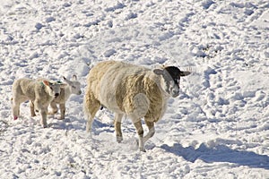 Sheep with lambs in the snow