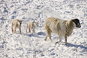 Sheep with lambs in the snow