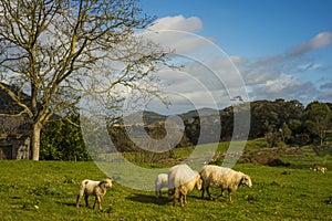 Sheep with lambs on spring grass