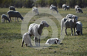 Sheep with lambs in spring pasture in Carson City Nevada