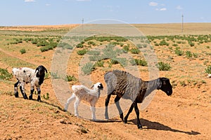 Sheep with lambs in the steppes of the semidesert