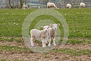 Sheep and lambs, Sussex, England