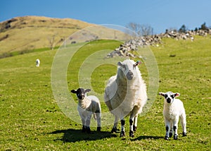 Sheep and lambs in welsh mountain farm