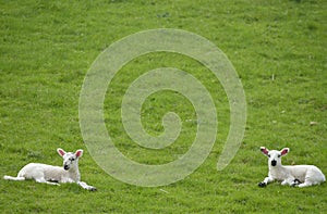 Sheep and lambs in Wharfedale near Grassington, Yorkshire Dales