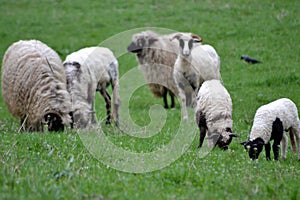 Sheep and lambs