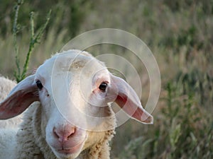 Sheep lambs wool animal milk natural meat food farm