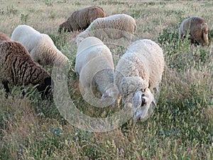 Sheep lambs wool animal milk natural meat food farm photo