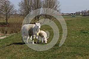 Sheep with lamp on a dike along the River Lek  in the Netherlands