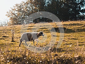 Sheep on late summer evening pasture