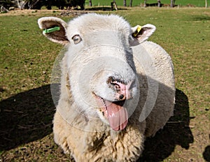 Sheep laughing with its tongue out