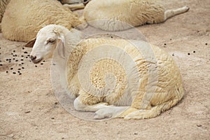 Sheep lay down