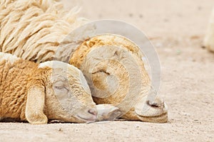 Sheep lay down,couple