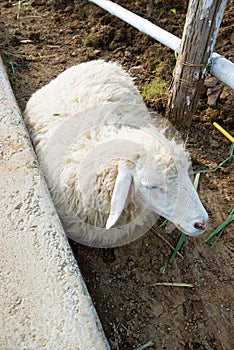 Sheep lay down on ground