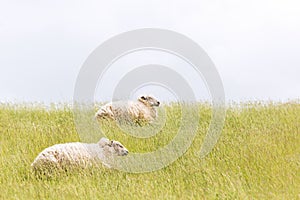 Sheep laying on levee grass