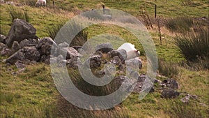 Sheep laying on rocks