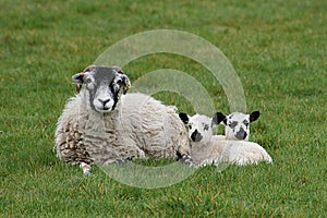 Sheep laying with spring lambs