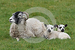 Sheep laying with spring lambs