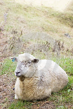 Ovce leňošenie v lúka 
