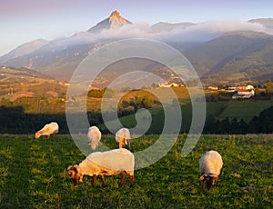 Sheep in lazkaomendi with the Sierra de Aralar and Mount Txindoki in the background, Euskadi