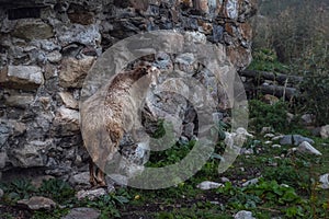 Sheep licking minerals from an antient stone wall of svan tower