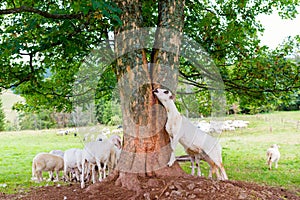 Sheep licking tree trunk juice to supplement sodium deficiency