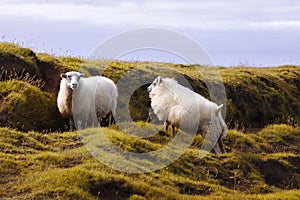 Sheep lie on the field, wildlife Iceland