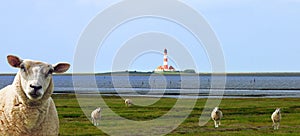 Sheep with the lighthouse westerhever in the background
