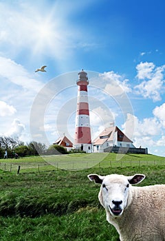 Sheep with the lighthouse westerhever in the background, Schleswig-Holstein in Germany