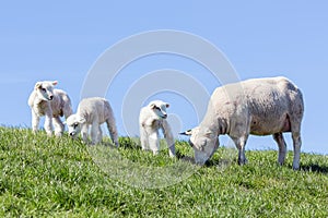 Sheep and little lambs in Dutch field