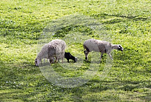 Sheep  with little lambs graze on the grass in the Gey Ben Hinnom Park slope - called in the Holy Books as the Blazing Inferno in