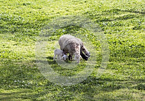 Sheep  with little lambs graze on the grass in the Gey Ben Hinnom Park slope - called in the Holy Books as the Blazing Inferno in