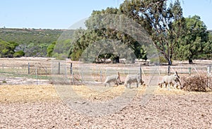 Sheep Livestock: Australian Farmland
