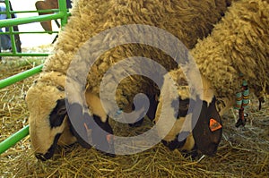 Sheep at livestock exhibition