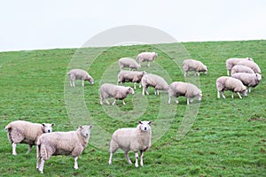 Sheep livestock grazing in farm field agriculture animals green and white