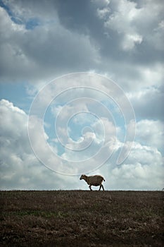 Sheep lonely walking