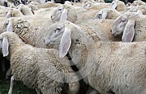 sheep with long ears grazing during the transhumance