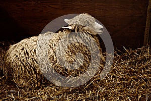 Sheep with long fleece resting in straw bedding